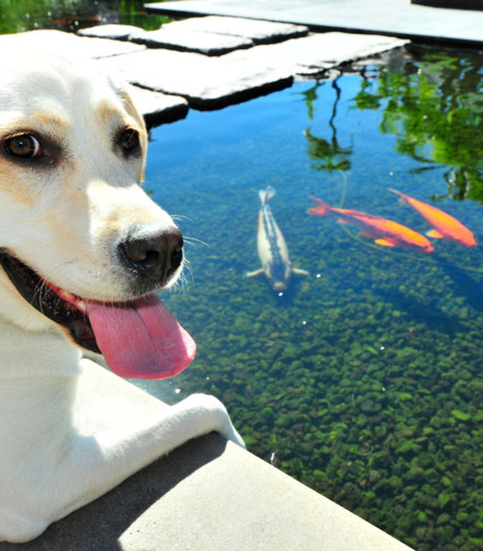 dogs and fish aquarium