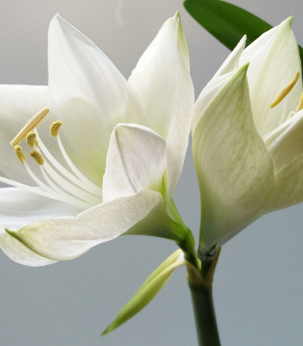 lilies are toxic to cats
