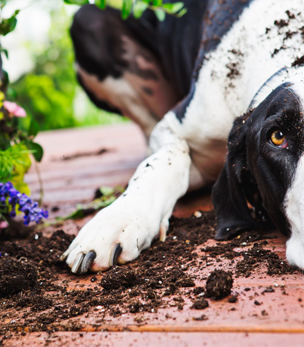 dog digging up my garden