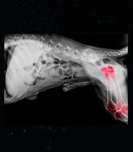 dog x ray of hip joint caudal view 