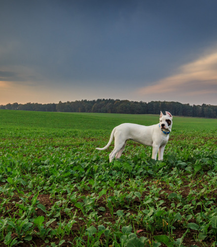 Dogo Argentino breed 