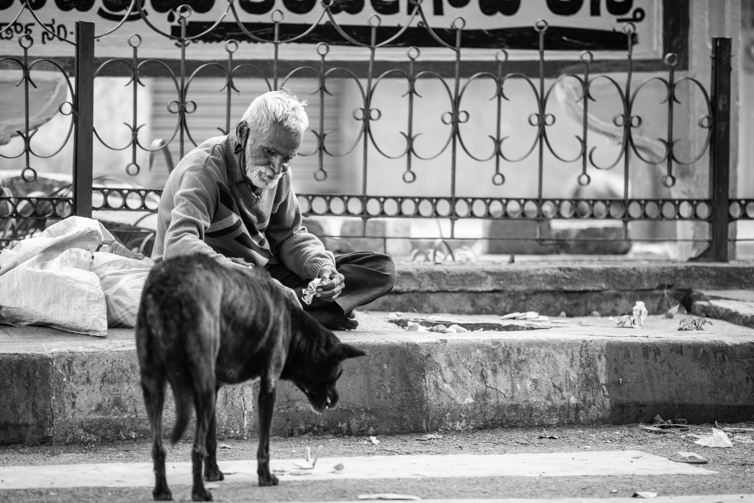 stray dogs of India