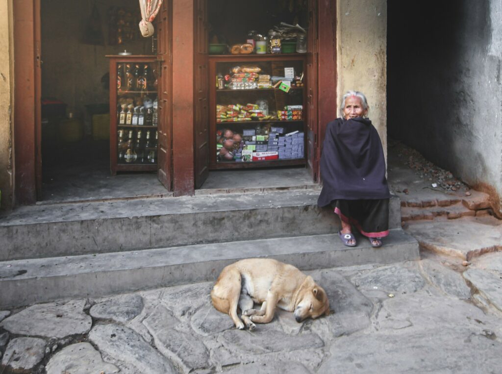 stray dogs in India and wild life 