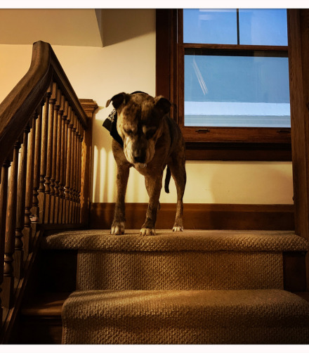reluctance to walk down stairs senior dogs