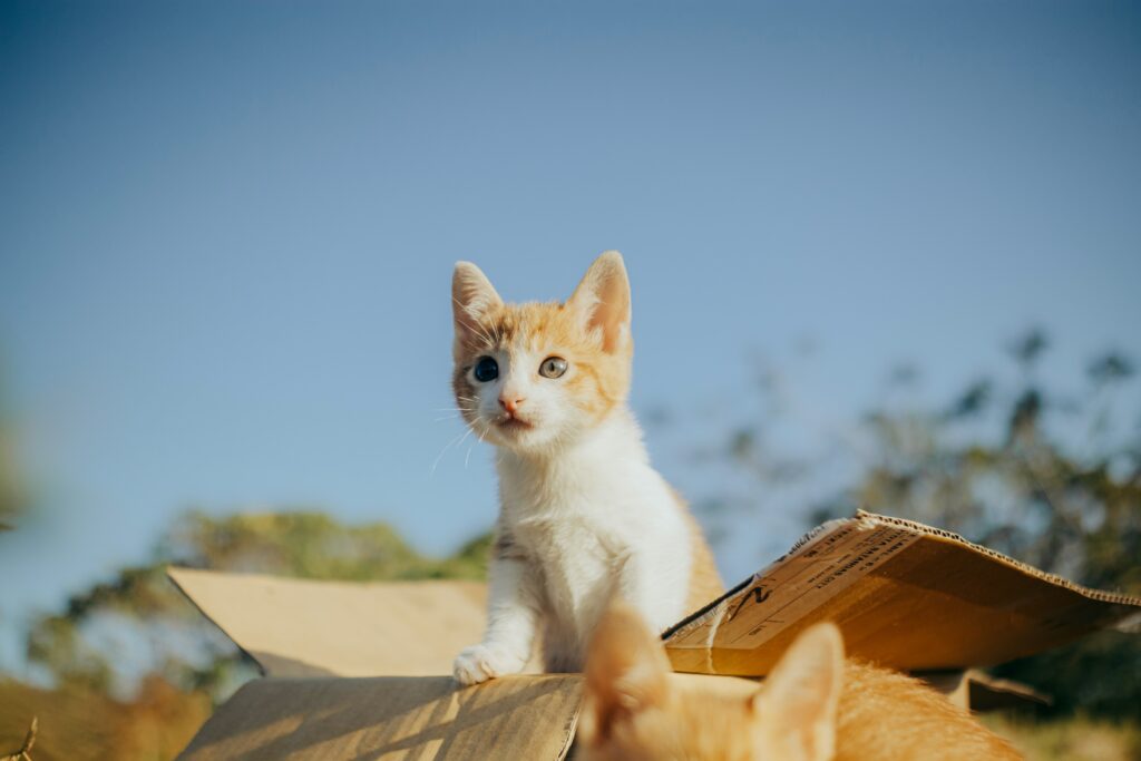 kitten litter box
