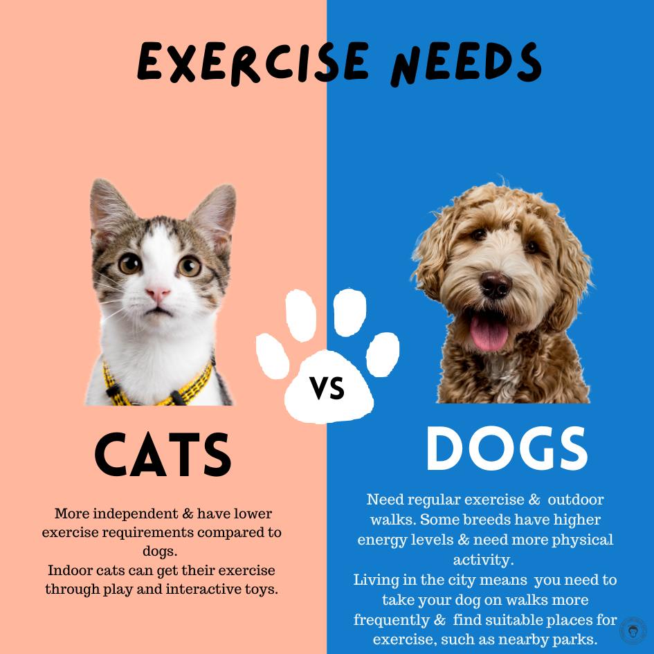 exercise needs for dogs in the city 