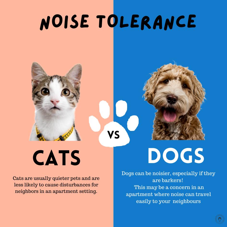 cats versus dogs 
