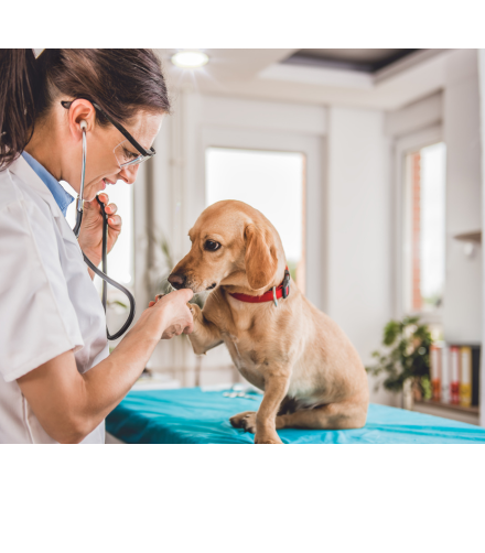 relief veterinarian