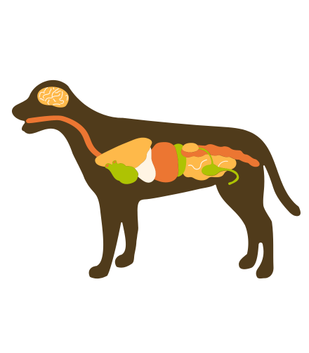 Kidney and liver problems in dogs Oliver Pet Care Solutions Pvt. Ltd